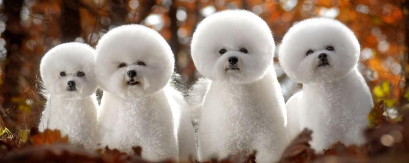 什么是犬瘟热病症，狗狗出现抽搐现象之后应该采取什么治疗方法