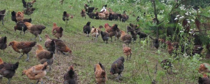 散养土鸡的成本与利润分别是多少，规模化养殖土鸡的成本究竟又是多少呢
