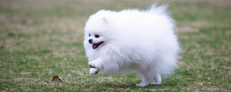 博美犬怎么训练效果才会更好，怎样才能训练它学会和人握手