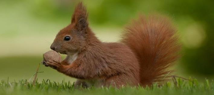 松鼠尾巴的特殊作用究竟是什么，附带详细的日常饲养注意事项