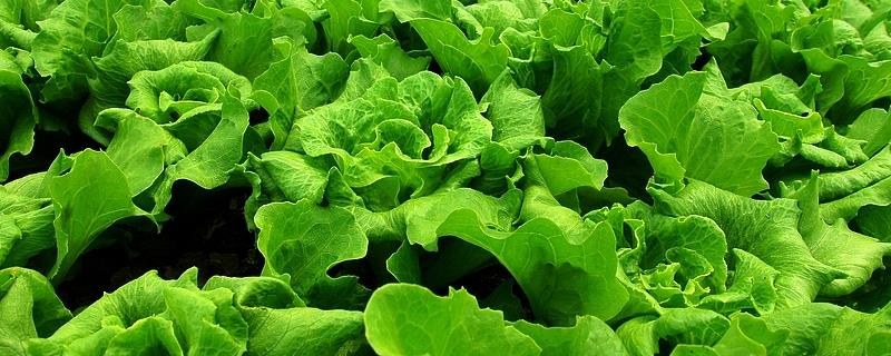 乳油剂和悬浮剂的区别究竟有哪些，两者在使用范围上存在着明显的不同之处