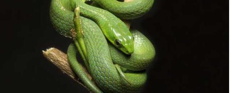 翠青蛇应该怎么饲养，如何才能选择到健康的蛇种