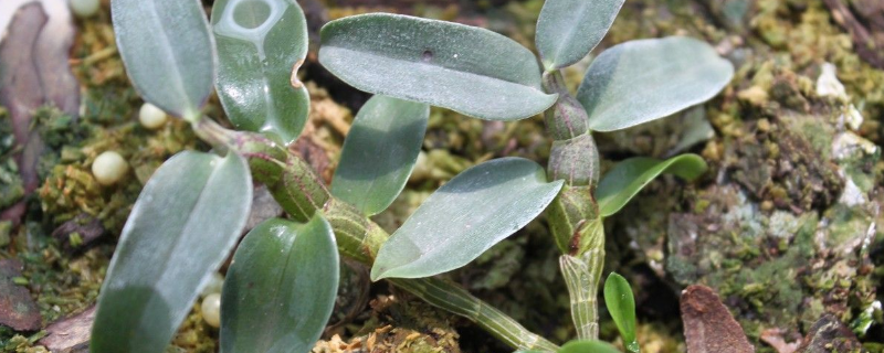 铁皮石斛究竟适合在什么样的生长环境中生存，附带其具体的种植时间以及核心技术