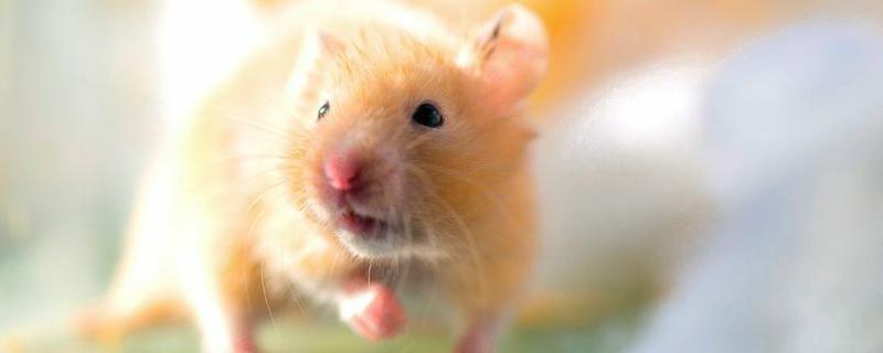 金丝熊日常喂食什么长得大，附详细的养殖技术知识