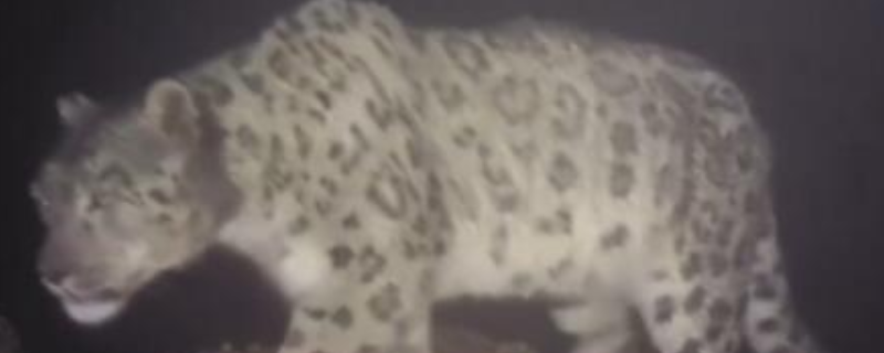四姑娘山的野生雪豹究竟长什么样子，它是国家保护动物吗，目前还剩多少只呢