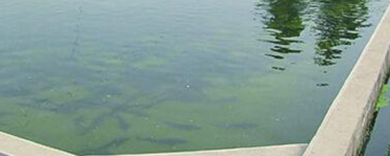 一般鱼塘消毒可以用什么药物，具体应当要怎么进行消毒工作