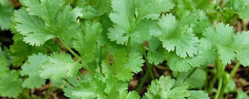 香菜的最佳种植时间是在什么时候，具体的种植方法和步骤有哪些