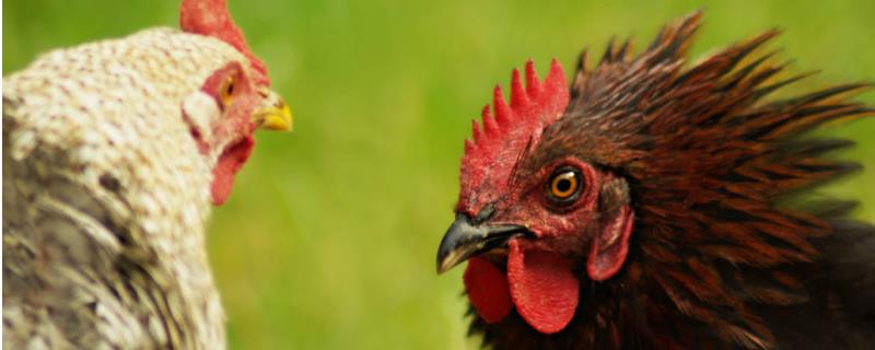 怎样才能正确饲养斗鸡呢