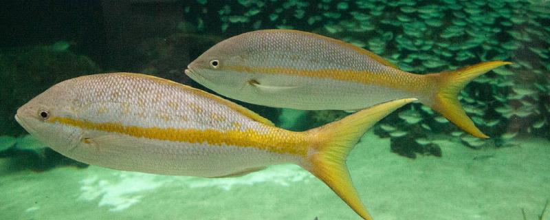 金枪鱼产地分布在哪个国家，它的营养价值具体有哪些