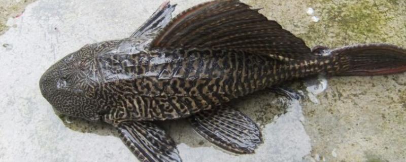 清道夫鱼平时喜欢吃什么食物，具体的饲养方法有哪些，注意环境昼夜温差不能超过四度