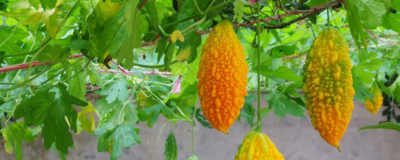 癞葡萄金铃子该如何进行种植，市场售价是多少钱一斤