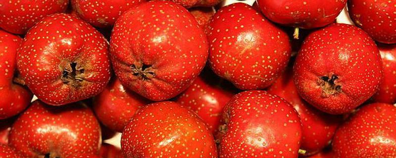山楂目前的市场价格是多少钱一斤，它比较常见的品种具体有哪些