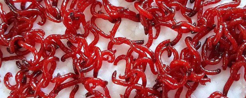 鱼类天然饵料红虫究竟是什么东西，关于它的详细养殖方法有哪些