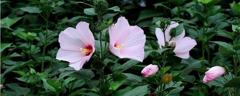 如何掌握大花秋葵的专业种植技术，它的营养价值及相关功效有哪些