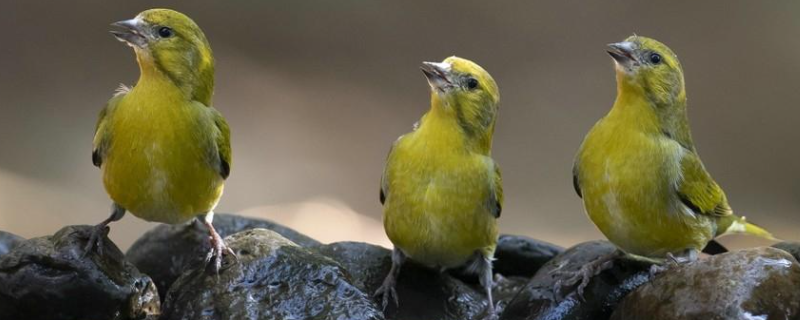 黄雀鸟究竟应该如何饲养，关于它的具体养殖要点有哪些
