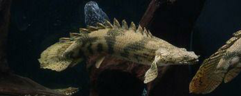 恐龙鱼具体怎么养，喂食应以肉类为主