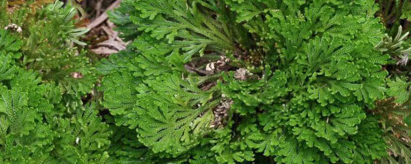 还魂草具体的养护方法有哪些，在南方地区一年四季其实都可以养殖