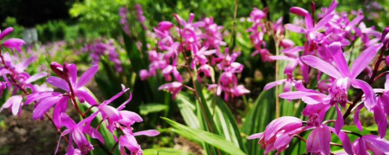 白芨种子繁殖的本土方法，应该选择肥沃疏松的沙土