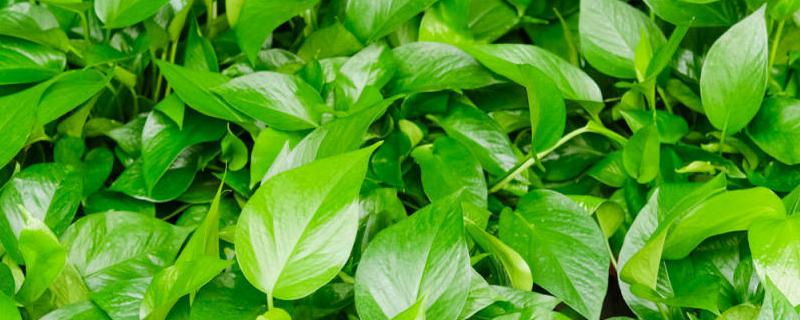 绿萝吊兰平时应该怎么养护，以及具体的移植方法有哪些