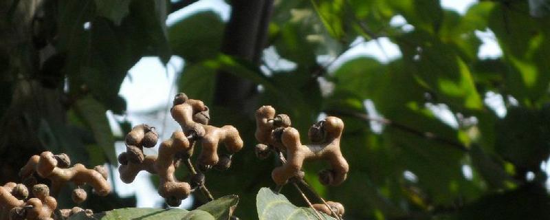 鼠李根树长什么样子的呢，关于它的生长习性有哪些