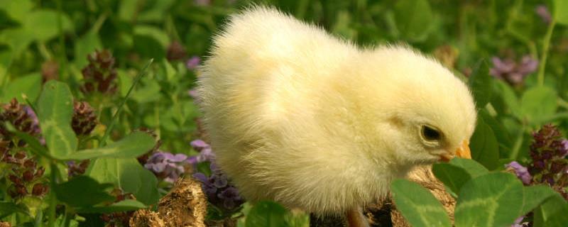母鸡到底是怎样进行繁殖的，现在市面上的鸡大约多少钱一只