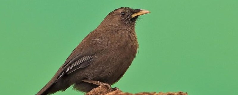 山噪鹛区分公母的方法有哪些，山噪鹛具体的养殖方式是什么