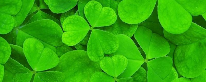 三叶草的别名具体叫什么，它的寓意到底有哪些呢