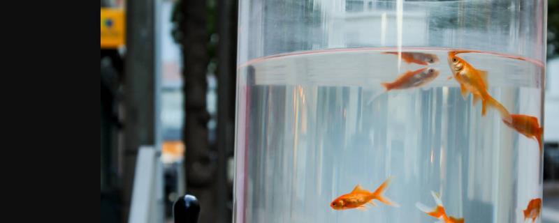家里养的鱼几天换一次水比较好，换水有哪些需要注意的事项