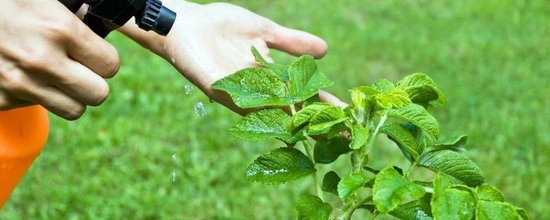 敌敌畏的主要作用和功效有哪些，敌敌畏的具体使用方法和步骤是什么