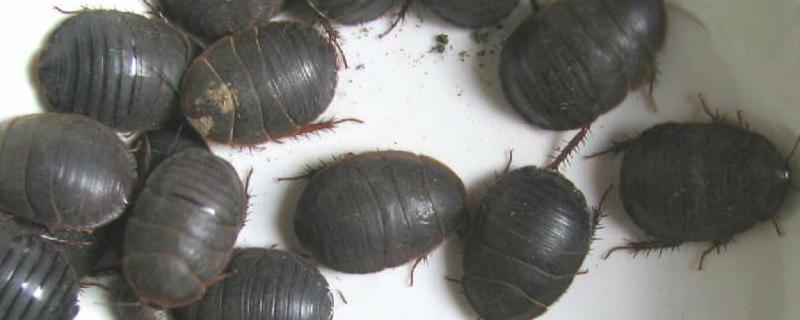 土鳖虫吃什么食物生长速度最快，它们具有哪些明显的外形特征