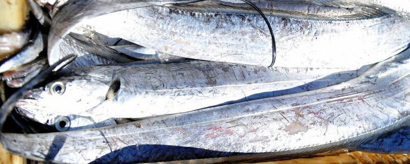 带鱼属于淡水鱼还是咸水海鱼，它们主要分布在哪些海域范围之内