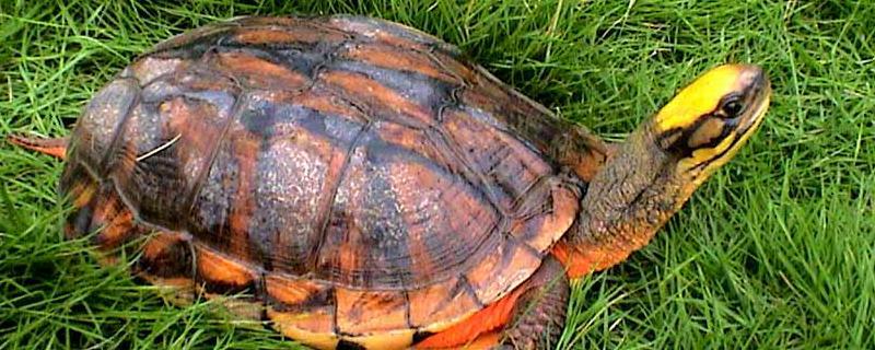 观赏小金钱龟在平时比较喜欢吃什么食物，它们分布在哪些地方呢