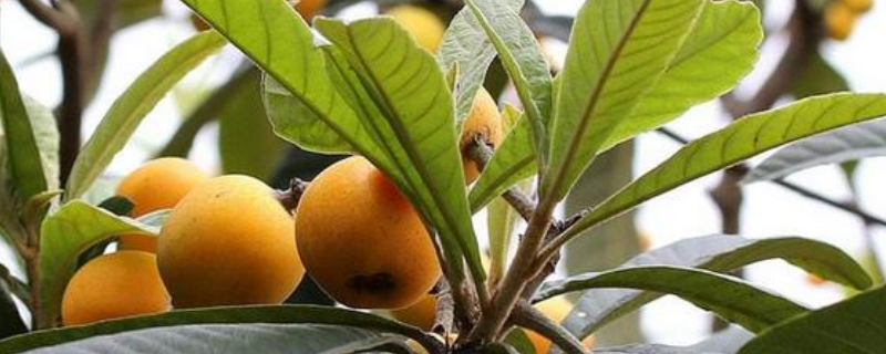 枇杷苗的具体种植技术有哪些，附带详细的生长环境条件和科学育苗技术