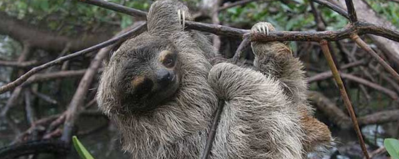 树懒具有怎样的生活习性，我们可以从下面四个方面来进行详细分析