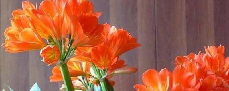 君子兰可以用什么叶面肥，这种叶面肥料具体该怎么使用呢