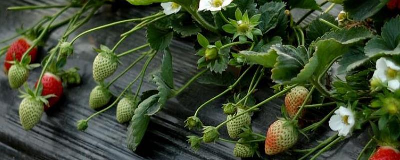 草莓灰霉病用什么特效药效果好，附带草莓灰霉病的主要特点介绍