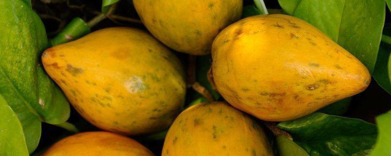 蛋黄果在什么时间才会成熟，它的生长习性具体包含哪些内容