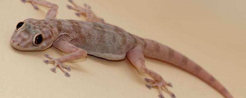 壁虎养殖的市场前景如何，这里是详细介绍