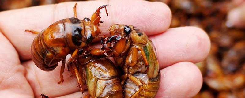 金蝉养殖技术有哪些，它的生活习性是什么呢