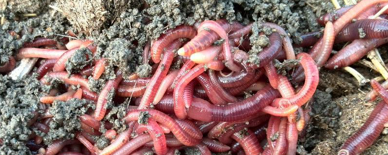 蚯蚓养殖的市场前景如何，这种养殖项目到底有什么样的经济价值