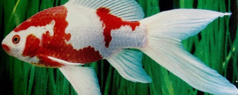 草金鱼应该怎么养护，它们最长能长到多大，其寿命大约是多少年