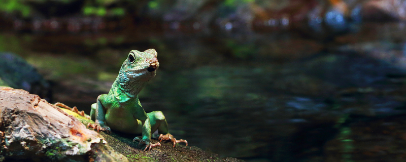 中国水龙究竟该如何饲养，以及其饲养环境和食物的选择