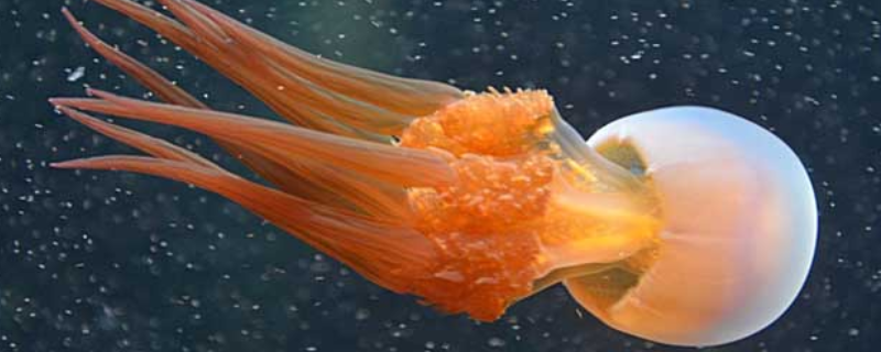 海蜇平时都吃什么样的食物，被它蛰到后会致人死亡吗，详细的品种分类都有哪些