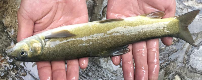 细鳞鱼的人工养殖技术具体是怎样的，细鳞鱼的自然生长环境要求有哪些