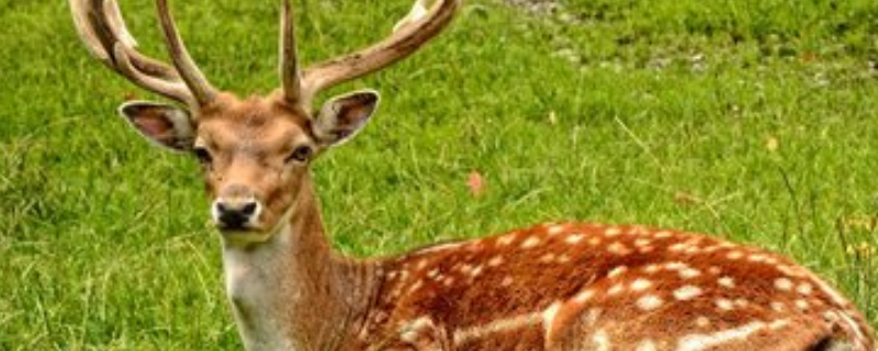 梅花鹿养殖的前景展望，并详细介绍其养殖饲料与养殖市场情况