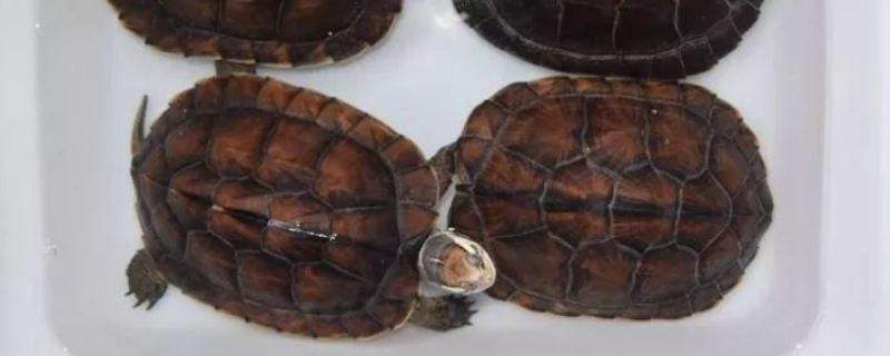 石金钱龟的养殖技术有哪些，附带其生长习性及常见的疾病预防措施