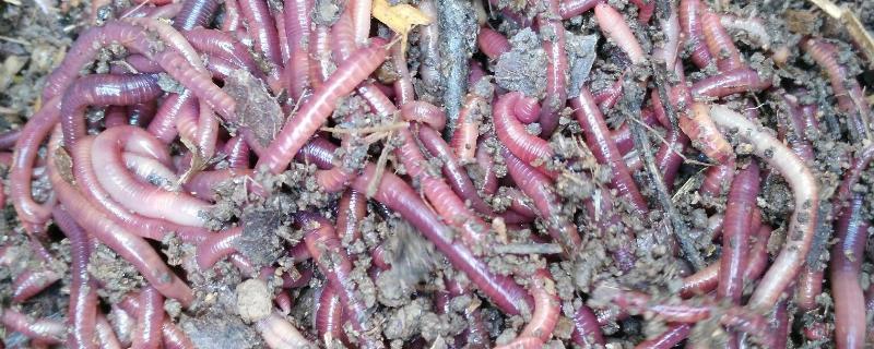 探讨蚯蚓养殖的经济效益如何，养殖1亩规模蚯蚓的年收入大约有多少