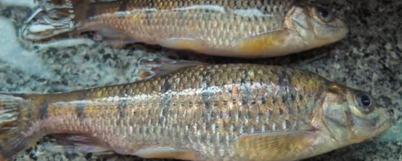 光唇鱼的科学养殖技术有哪些，以及它的具体养殖条件是什么