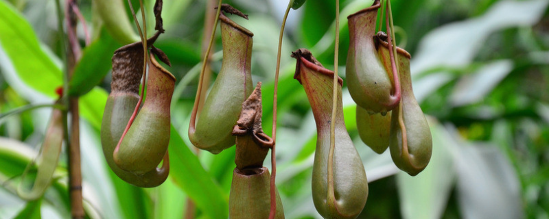 猪笼草的种子应该如何播种，附带详细的小苗期管理方法