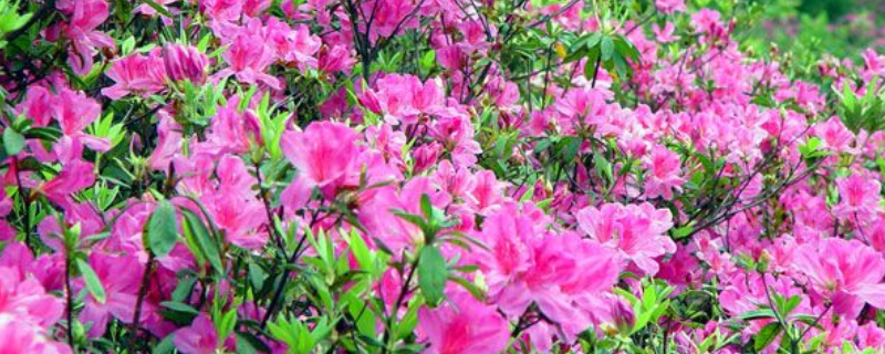 毛鹃在什么时间段才会开花，它的生长习性有哪些以及具体的养殖方法